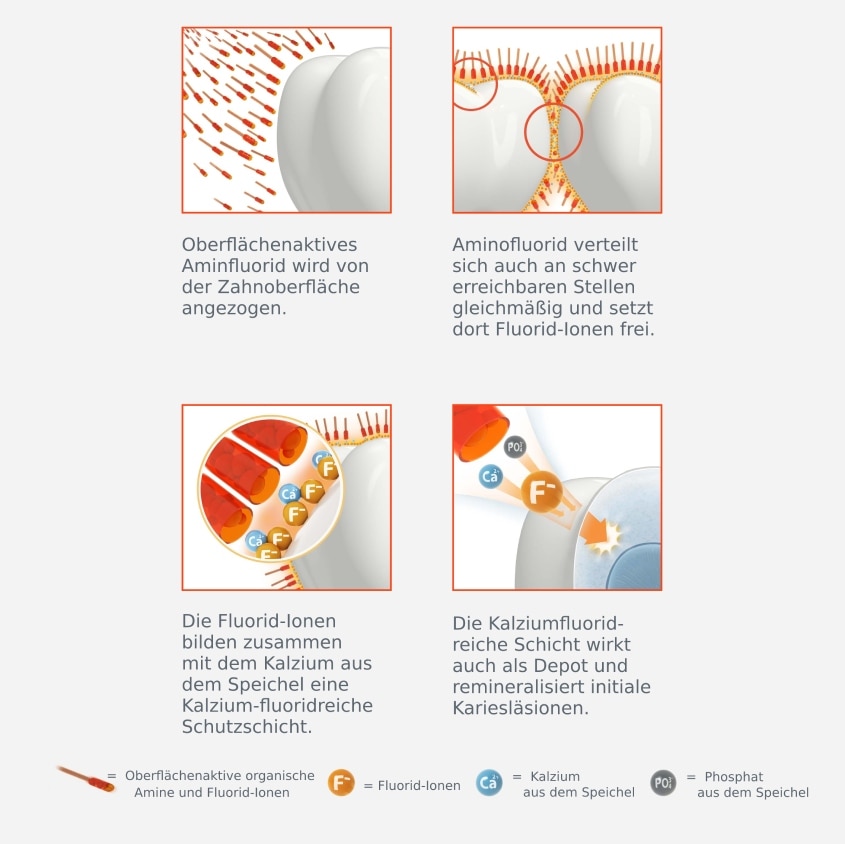 Aminfluorid verteilt sich schnell auf der Zahnoberfläche, um von innen und von außen zu wirken